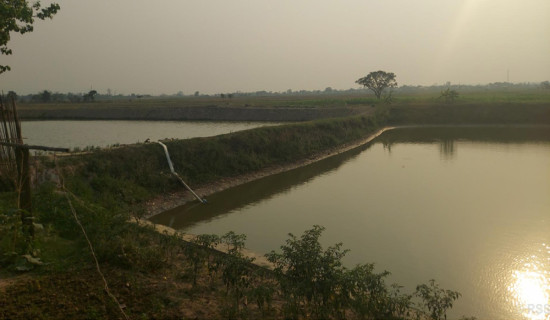 माछापालनप्रति किसानको आकर्षण बढ्दो