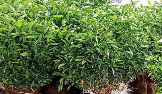 फिदिममा एक लाख ३७ हजार फलफूलका बिरुवा रोपियो