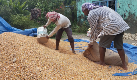 मकैको मूल्यवृद्धिले किसानलाई राहत