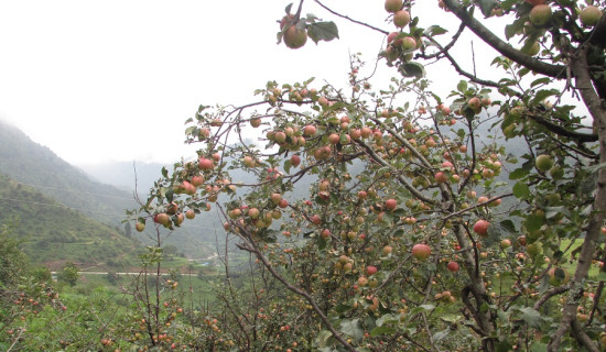 कतै खेर जाँदै, कतै बोटबाटै बिक्री हुँदै स्याउ