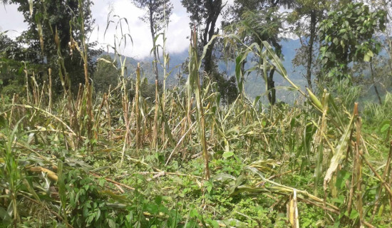 हावाहुरीले मकै बालीमा क्षति