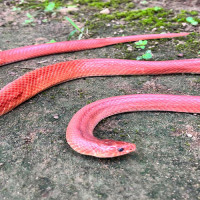 अनुदानको कृषि उपकरण दिने नाममा किसानबाट पैसा उठाउने कार्य अझै रोकिएन