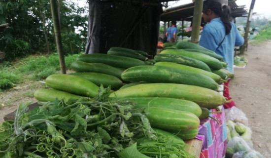 लाखौँ कमाइ हुने तरकारी खेतीमा रमाउँदै किसान