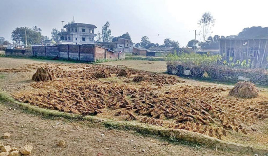 खाना पकाउन अझै गुइँठाकै प्रयोग