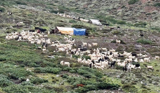 साउने पूर्णिमामा दुई करोड रुपियाँभन्दा बढीको बोका बिक्री