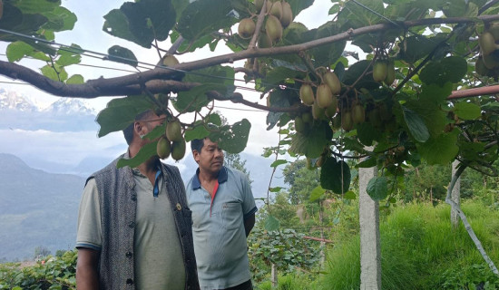 मकै र कोदो खेतीको विकल्पमा किवी