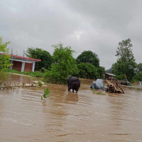 कैलालीका बस्ती डुबानमा