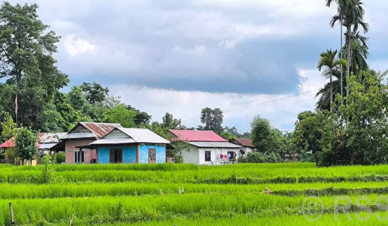 व्यावसायिक कृषि क्षेत्रमा आकर्षित बालचन खोरियाका किसान