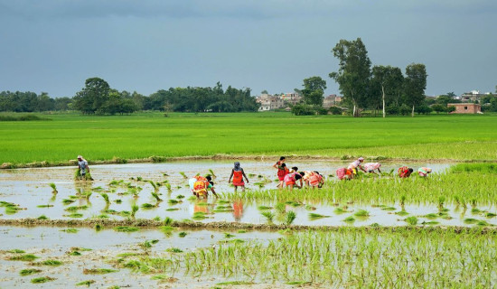 ९८.५ प्रतिशत रोपाइँ सम्पन्न