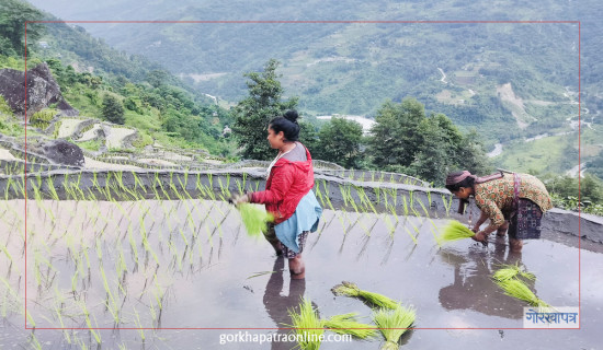 ताप्लेजुङमा ९८ प्रतिशत रोपाइँ