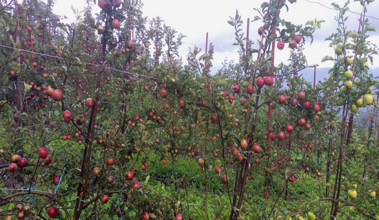 व्यावसायिक फलफूल खेतीमा किसान