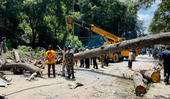 सल्लाघारीका २१ रूख काटिए, समितिको खर्चमा घाइतेको उपचार जारी