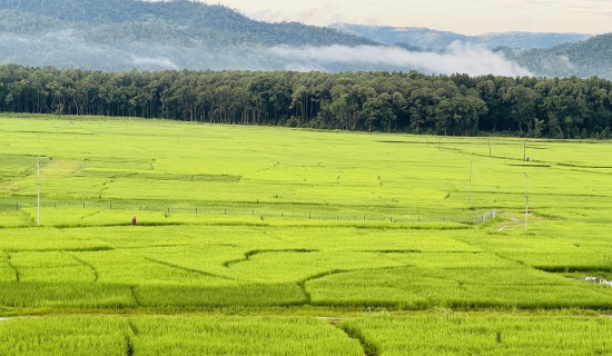 धानखेतको हरियाली