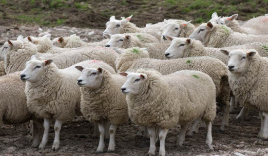 हुम्लामा ऊन उत्पादन गर्न किसानलाई भेडा वितरण