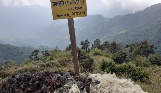 ऊन बिक्री नहुँदा भेडापालक किसान चिन्तामा