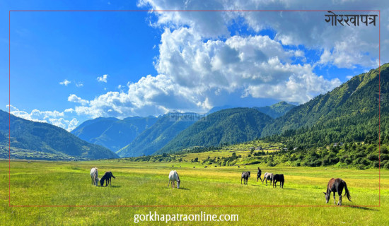 आरक्षमा चर्दै गरेका घोडा