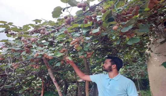 कालीकोटमा किवी खेती