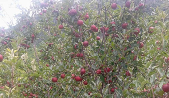 कर्णालीपारिको स्याउ बजारतर्फ लगिँदै