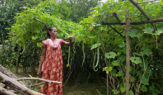 व्यावसायिक तरकारीतर्फ अग्रसर