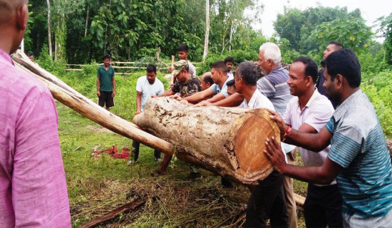 नियन्त्रण भएन काठ तस्करी