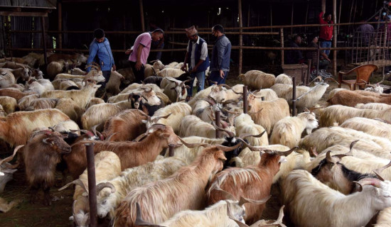 दसैँमा उपत्यकाका लागि तेइस हजार खसीबोका