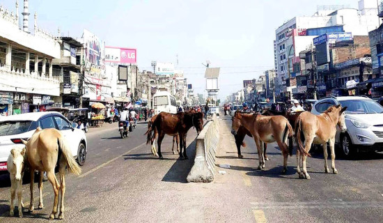 छाडा चौपायका कारण बाँकेमा १९ दुर्घटना, एक जनाको मृत्यु