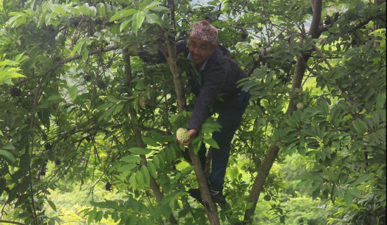 पुर्खौली फल सरिफा बेचेर आम्दानी गर्दै आठपहरीया