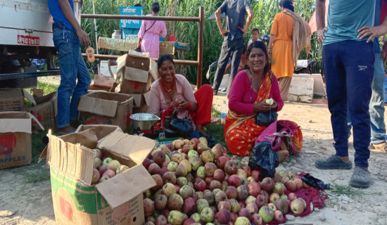 जुम्लाका उत्पादन, कैलालीमा व्यापार