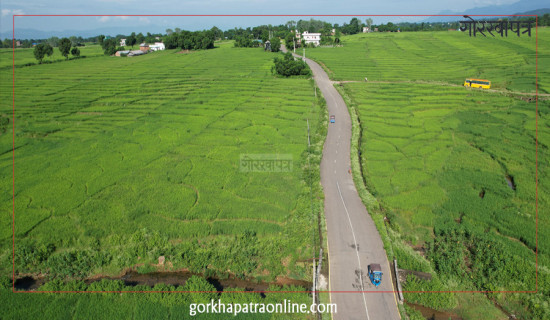 साईपुरको धानखेत फाँट