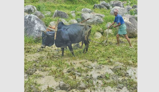 पाँच सय तेह्र हलगोरुको बिमा