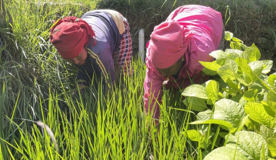 पसाउन थाल्यो मार्सी धान