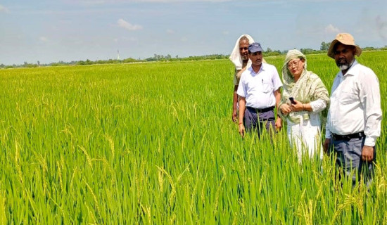 बाँकेमा यस वर्ष एक लाख क्विन्टल धान उत्पादन हुने अनुमान