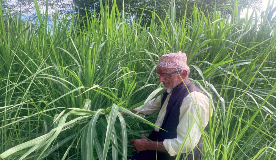 दाना र चोकरको आयात घटाउन घाँस खेती प्रवर्धन कार्यक्रम