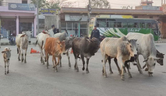 गाईगोरु सडकमा छाडे बिस हजार जरिबाना