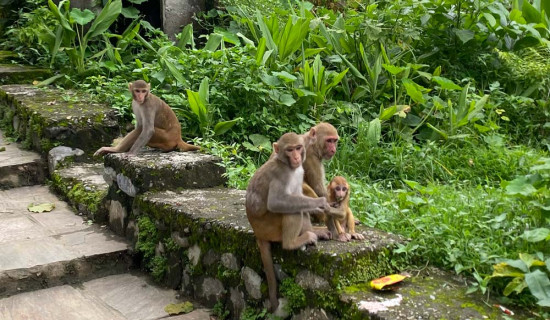 बाँदर आतङ्क रोक्न समिति गठन