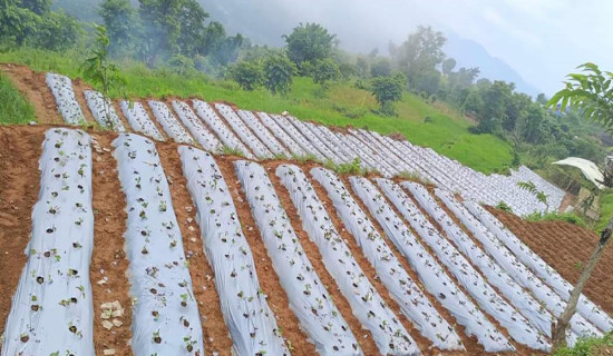 तनहुँमा पनि स्ट्रबेरीखेती