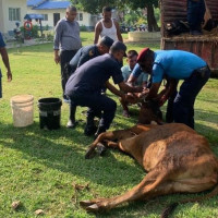 पाल्पाको लघुवामा बस दुर्घटना : छ जनाको मृत्यु, १७ घाइते