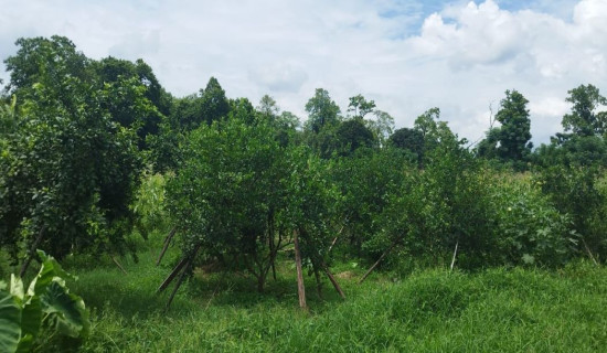 वैकल्पिक खेतीतर्फ आकर्षण