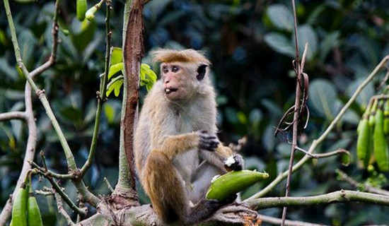 बाँदर नियन्त्रण टाउको दुःखाइ