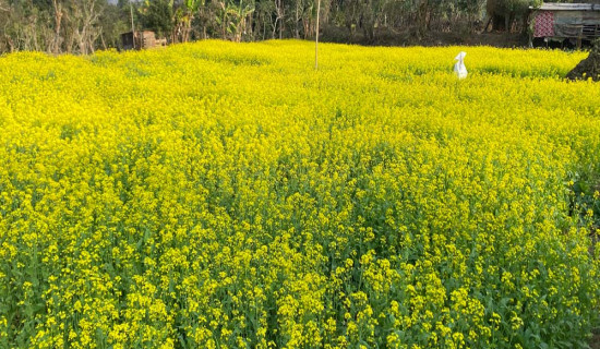 रैथाने स्वाद चखाउन बाली संरक्षण