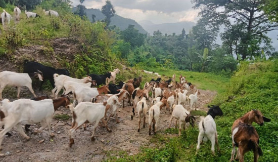 कृषि कर्मबाट युवाको लोभलाग्दो आम्दानी