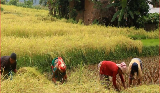 सामुदायिक विद्यालयमा पढाउनेलाई सम्मान