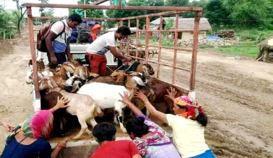 पित्तलका मूर्ति सहित ३२ लाखको अवैध सामान बरामद