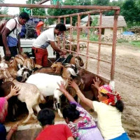 तुइनमा चढेर राप्ती नदी पार