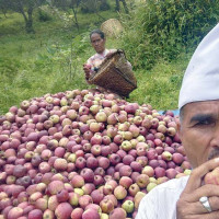 कृषिलाई निर्वाहमुखी होइन, प्रतिस्पर्धात्मक बनाउनुपर्छ: मन्त्री अधिकारी