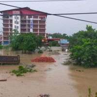 दुई महिनामै एक करोड ८० लाखका सुपारीका बिरुवा बिक्री