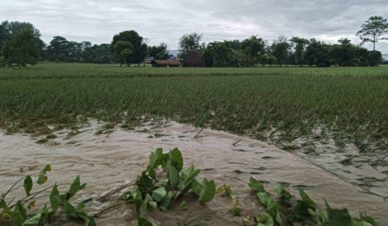 कोशीमा तटबन्ध निर्माण गरिँदै