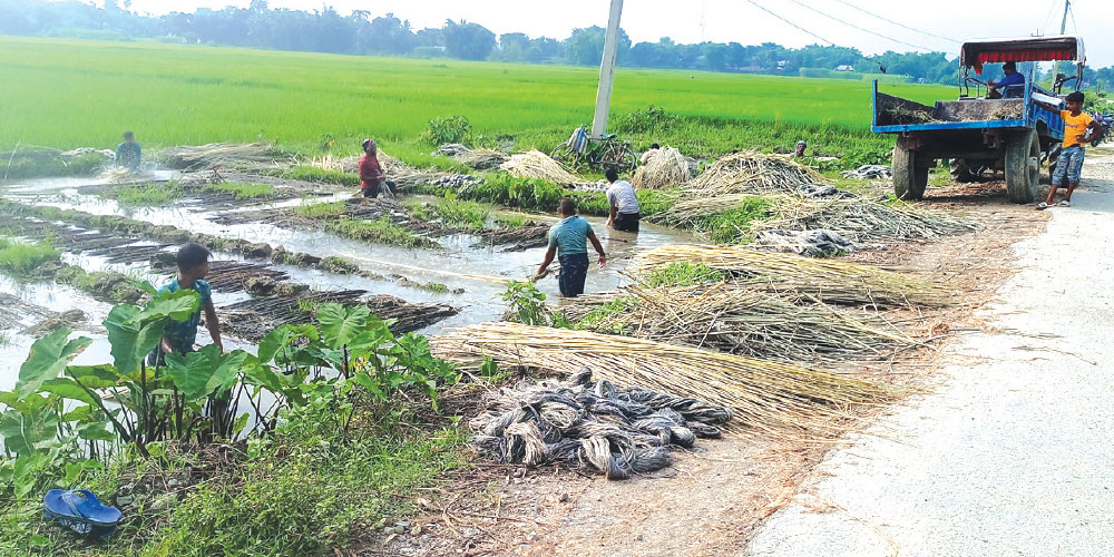 जुट खेतीको क्षेत्रफल बढे पनि उत्पादन न्यून