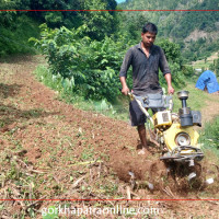 मुस्ताङी स्याउको माग उच्च