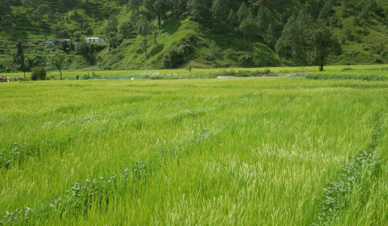 जमिन भाडामा लिएर बास्मती धान उत्पादन